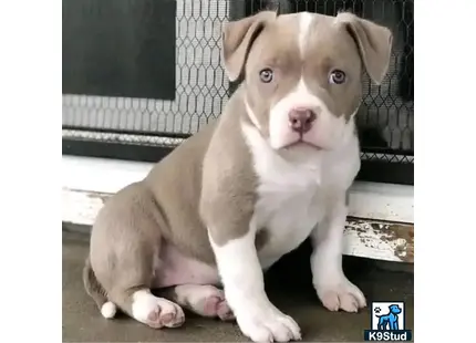 a american pit bull puppy sitting on a wood floor